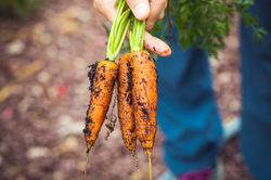 healthy-dirty-agriculture-harvest-126810